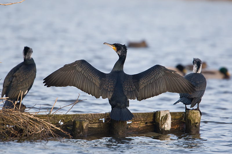 Phalacrocorax carbo Great Cormorant Aalscholver